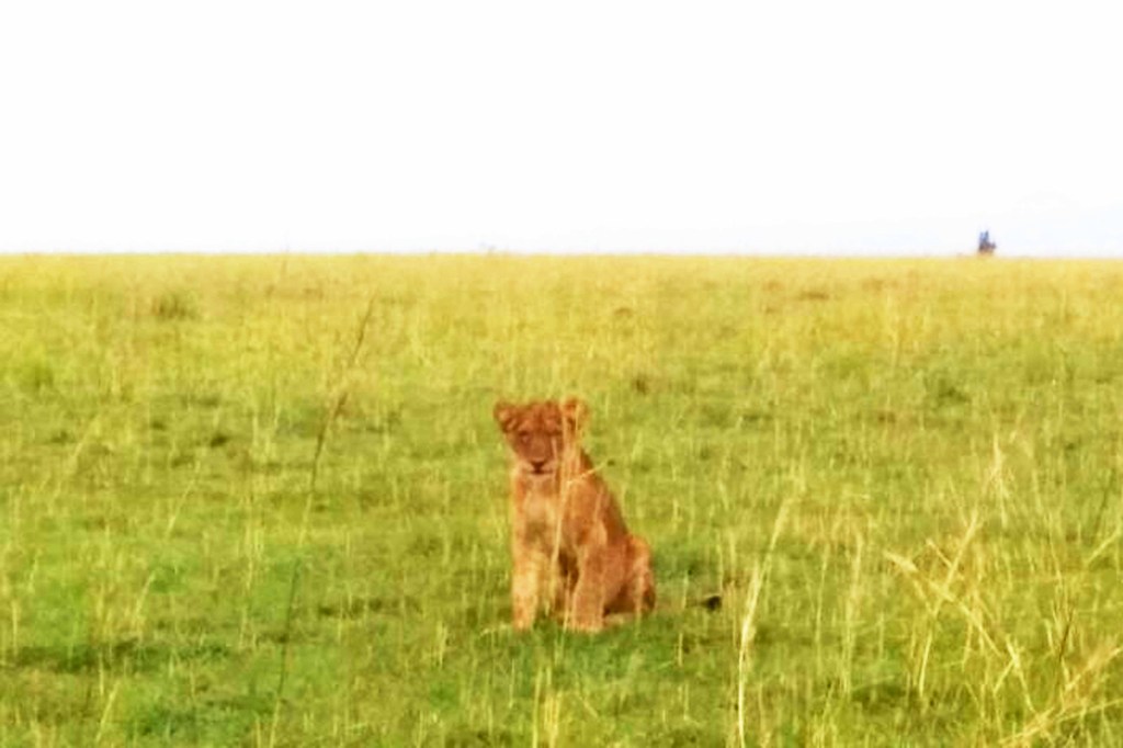 Family super embarrassed of member killed by (baby)&nbsp;lions